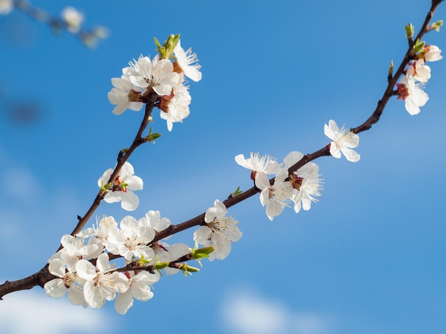 Branche de pommier à fleurs de printemps avec ciel bleu et nuages sur fond