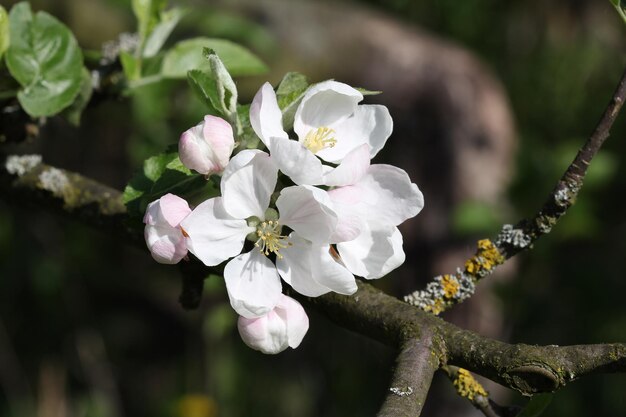 Branche de pommier avec des fleurs de printemps