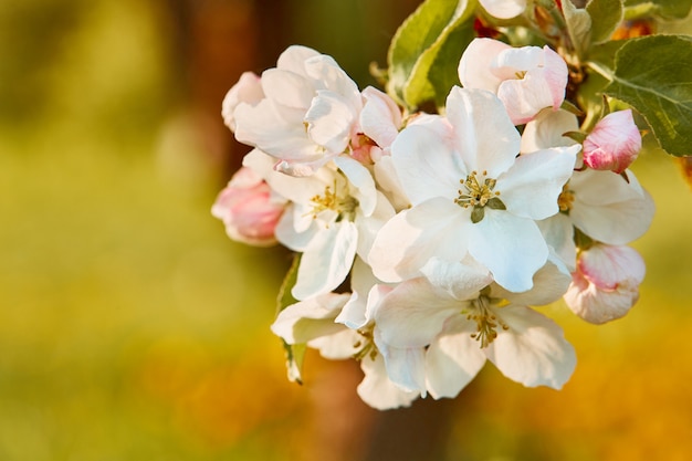 Une branche de pommier en fleurs