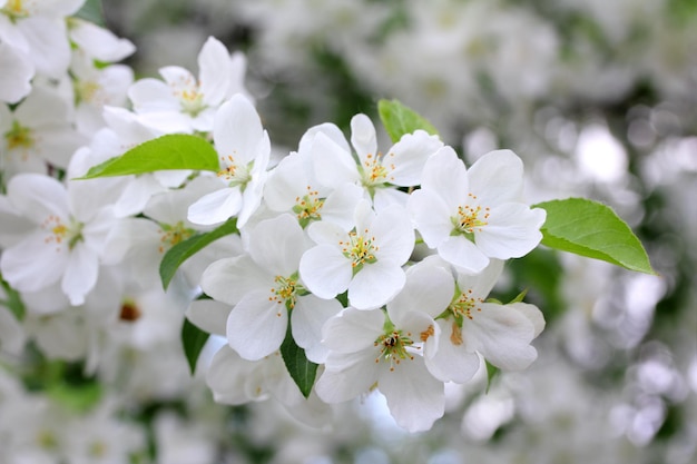 Branche de pommier en fleurs