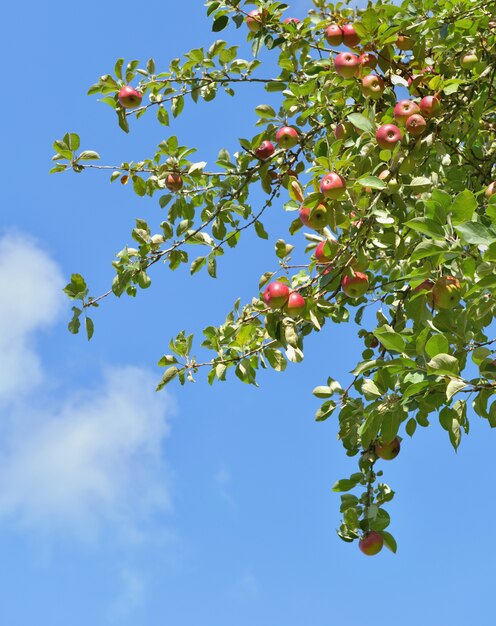 Branche de pommier à fruits rouges poussant sur fond de ciel bleu