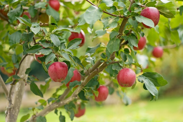 Branche de pommier avec plusieurs fruits un matin d'été dans le jardin