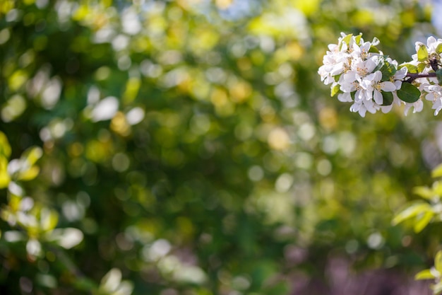 Branche de pommier de printemps avec des fleurs blanches