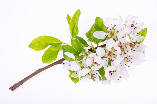 Branche d'un pommier qui fleurit avec des fleurs blanches Studio Photo