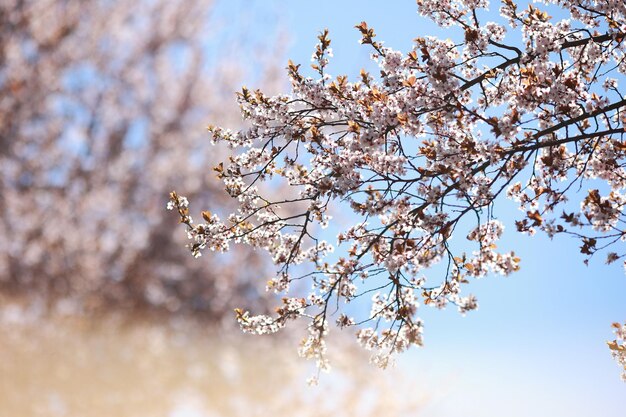 Branche de pommier rose de printemps en fleurs à droite sur la photo gros plan sur un arrière-plan