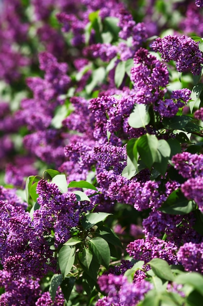 Branche de printemps de fleur lilas