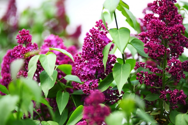 Branche de printemps de fleur lilas