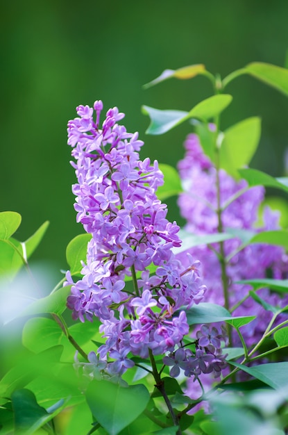 Branche de printemps de lilas en fleurs