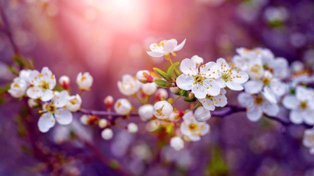 Branche de prune cerise avec fleurs et bourgeons au coucher du soleil, fleurs de prune cerise