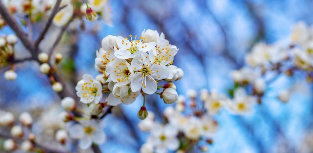 Branche de prune cerise avec fleurs et bourgeons, fleurs de prune cerise