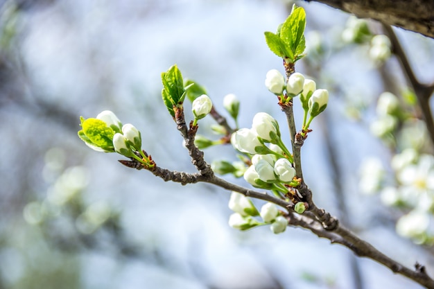 Branche de prune avec des fleurs dans le jardin