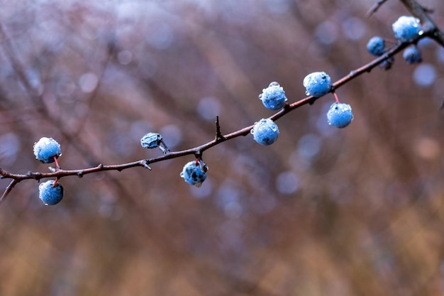 Branche de prunellier aux baies bleues couvertes de gouttes de pluie dans la forêt en automne