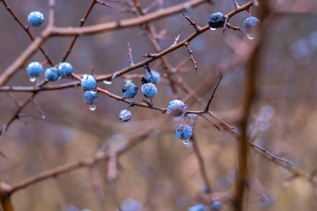 Branche de prunellier aux baies bleues couvertes de gouttes de pluie dans la forêt en automne