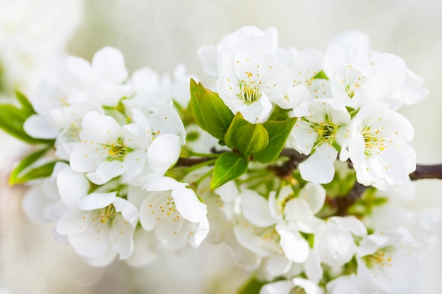 Branche de prunier en fleurs avec un arrière-plan flou