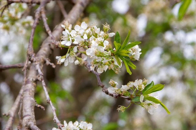 Branche de prunier à fleurs blanches au printemps