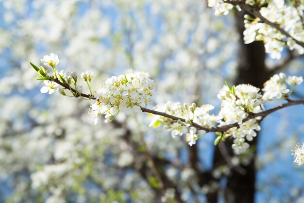 Branche de prunier en fleurs