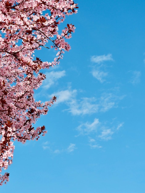 Branche de prunier japonais également connu sous le nom de sakura sur fond de ciel bleu