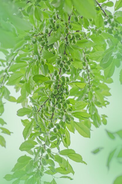 Photo branche de prunier non mûr avec des prunes vertes dans un jardin prune biologique verte