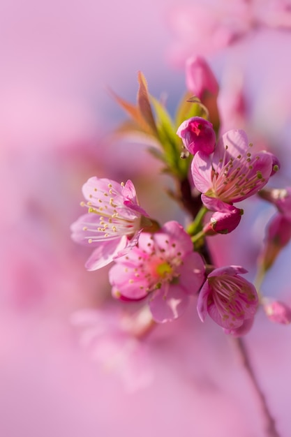 Branche de Prunus Kanzan Cherry Rose fleurs doubles et feuilles vertes dans le fond de ciel bleu