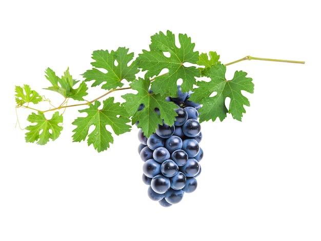 Branche de raisin avec des baies et des feuilles, de la vigne isolé sur fond blanc