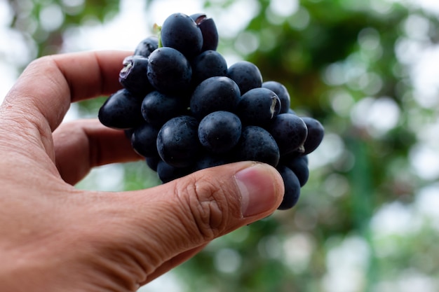 Branche de raisin bleu sur la vigne dans le vignoble