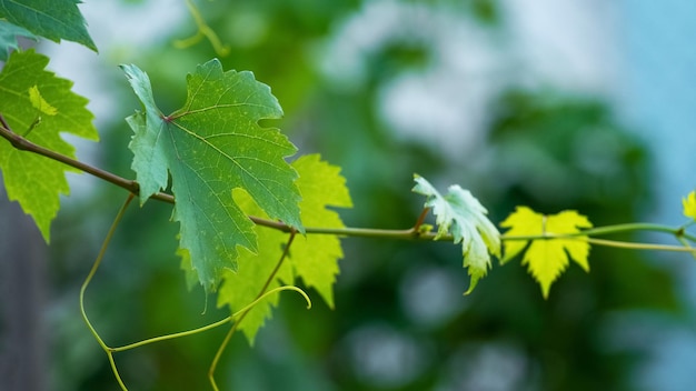 Branche de raisin avec des feuilles vertes dans le jardin sur un arrière-plan flou