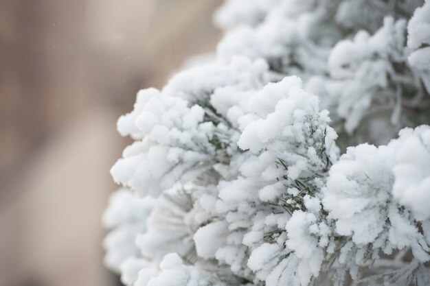Branche recouverte de neige blanche sur fond naturel. Concept de nature hivernale. Salutations de saison et célébration des vacances. Givre sur sapin. Noël et Nouvel An.