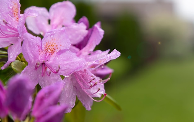 Branche de rhododendron en fleurs sur un arrière-plan flou