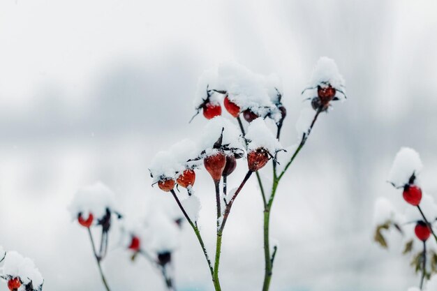 Branche de rose musquée aux fruits rouges recouverte de neige en hiver