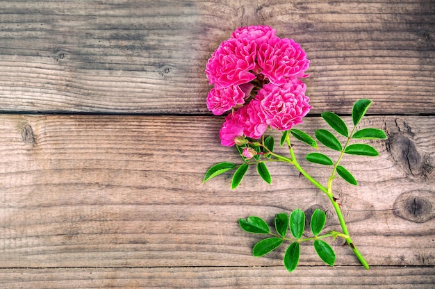 Branche de rose rouge sur fond de bois