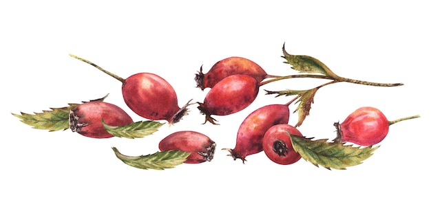 Branche de rose sauvage avec des fruits de briar rouge rose de chien avec des feuilles vertes baies dessinées à la main