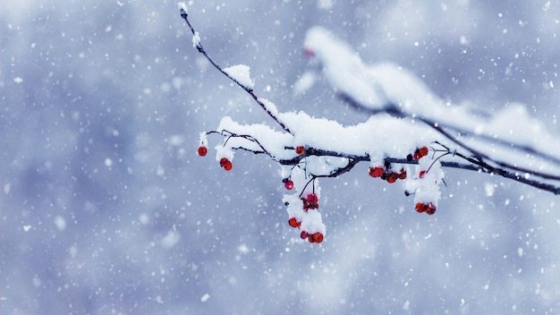 Branche de Rowan aux baies rouges couvertes de neige douce et pelucheuse en hiver pendant les chutes de neige