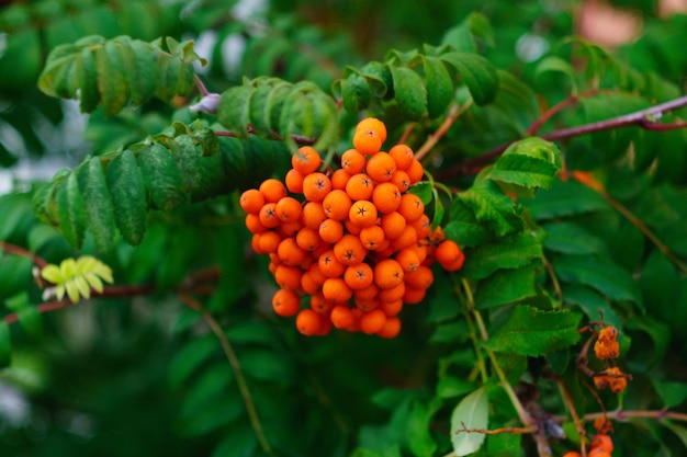 Photo une branche de rowan avec un groupe de baies mûres rouges sorbus aucuparia arbre de près