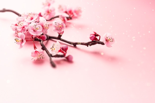 Branche de Sakura sur rose