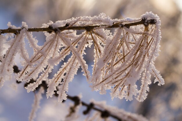 Une branche de sapin à l&#39;arrière-plan d&#39;une forêt enneigée, l&#39;hiver