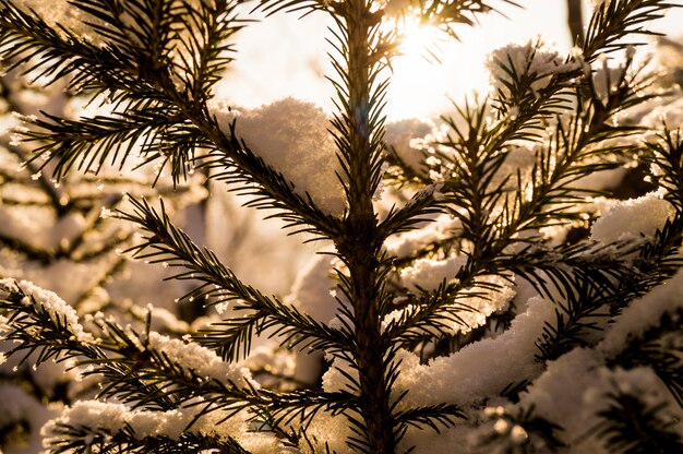 Une branche de sapin à l&#39;arrière-plan d&#39;une forêt enneigée, l&#39;hiver