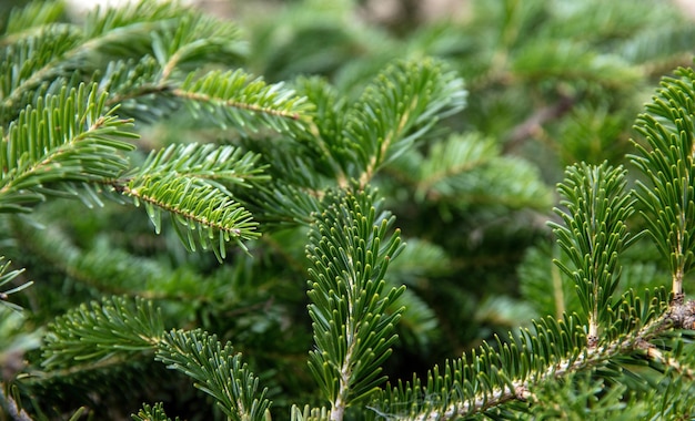 Branche de sapin bouchent fond de Noël Aiguilles d'épinette naturelles