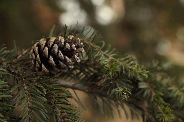 Branche de sapin avec cône extérieur vue rapprochée