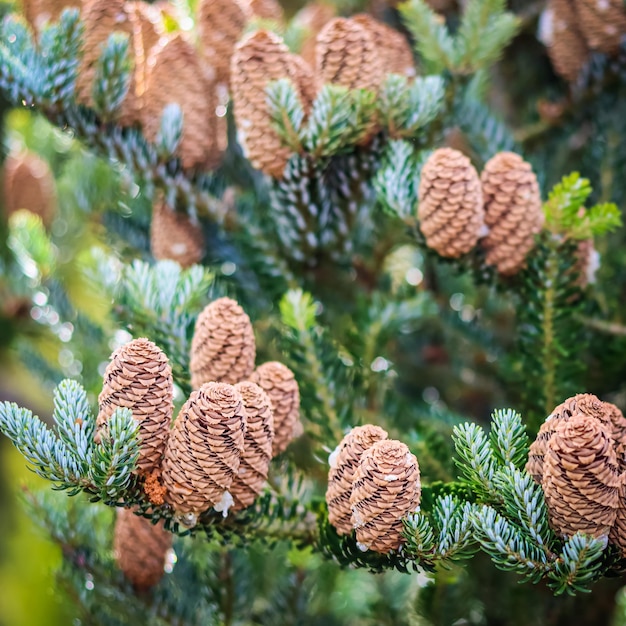 Une branche de sapin coréen avec des cônes dans le jardin d'automne Arrière-plan naturel