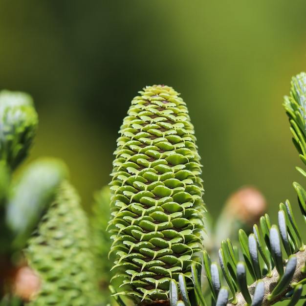 Une branche de sapin coréen avec un jeune cône dans un jardin de printemps