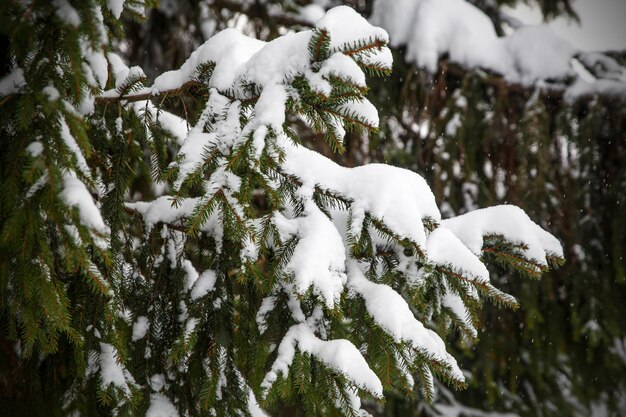 Branche de sapin couverte de neige. Paysage d'hiver.