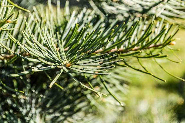 Branche de sapin de Douglas / Pseudotsuga menziesii