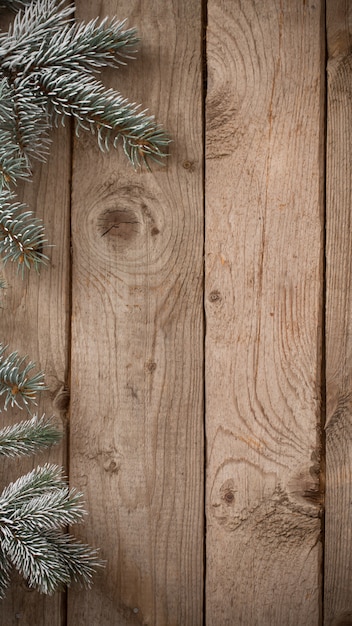 Branche de sapin sur fond sombre ancien