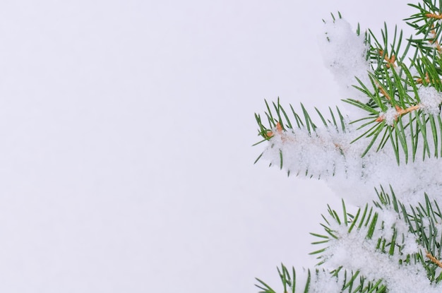 Branche de sapin avec de la neige fraîche Branche de sapin sur fond de neige naturelle