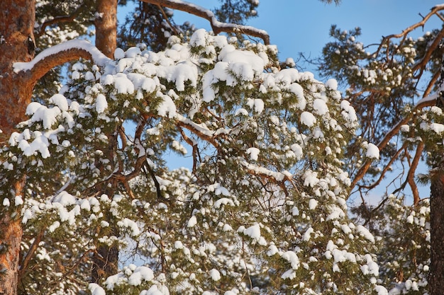 Branche de sapin sur la neige