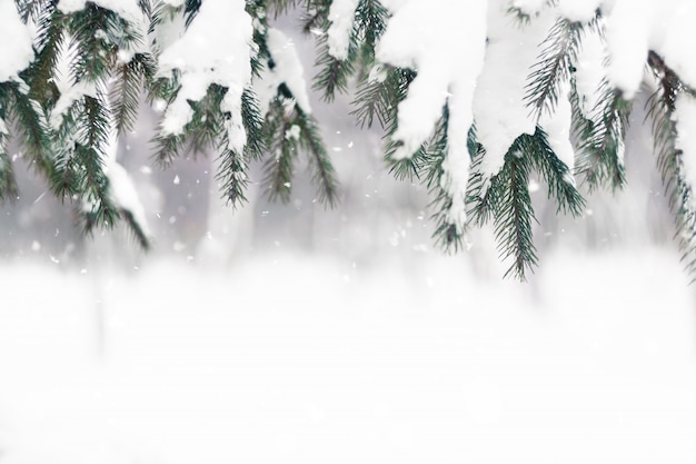 Branche de sapin recouvert de neige en hiver