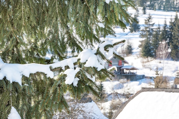 Branche de sapin sous la neige Fond naturel