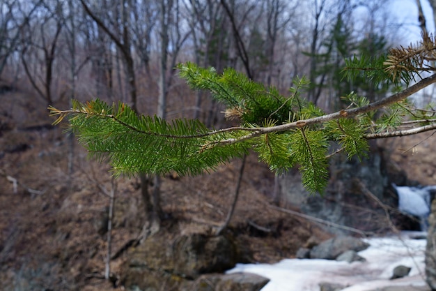 Branche de sapin vert dans la forêt brune d'automne