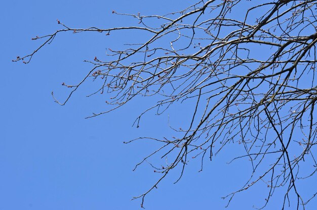 Une branche de saule au printemps