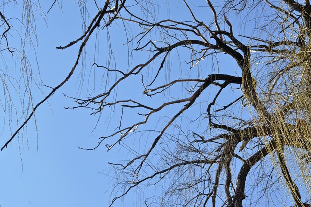 Photo une branche de saule au printemps